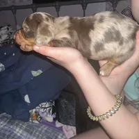 Arlene(Female Dapple), a female Miniature Dachshund for sale in South Roxana, IL – Photo 3 of 4