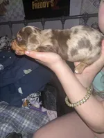 Female A, a female Miniature Dachshund for sale in South Roxana, IL – Photo 3 of 4