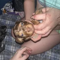 Arlene(Female Dapple), a female Miniature Dachshund for sale in South Roxana, IL – Photo 4 of 4