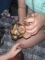 Female A, a female Miniature Dachshund for sale in South Roxana, IL – Photo 4 of 4