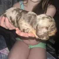 Arlene(Female Dapple), a female Miniature Dachshund for sale in South Roxana, IL – Photo 2 of 4