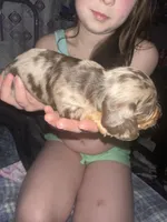 Female A, a female Miniature Dachshund for sale in South Roxana, IL – Photo 1 of 4