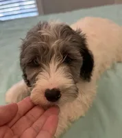 Prince, a male Miniature Labradoodle for sale in Lake City, FL – Photo 2 of 9