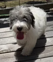 Prince, a male Miniature Labradoodle for sale in Lake City, FL – 2 of 8