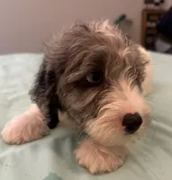 Prince, a male Miniature Labradoodle for sale in Lake City, FL – Photo 5 of 9