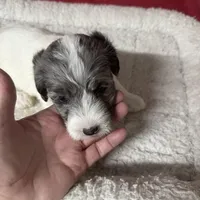 Prince, a male Miniature Labradoodle for sale in Lake City, FL – Photo 8 of 9