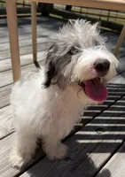 Prince, a male Miniature Labradoodle for sale in Lake City, FL – 3 of 8