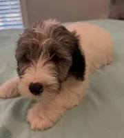 Prince, a male Miniature Labradoodle for sale in Lake City, FL – Photo 3 of 9