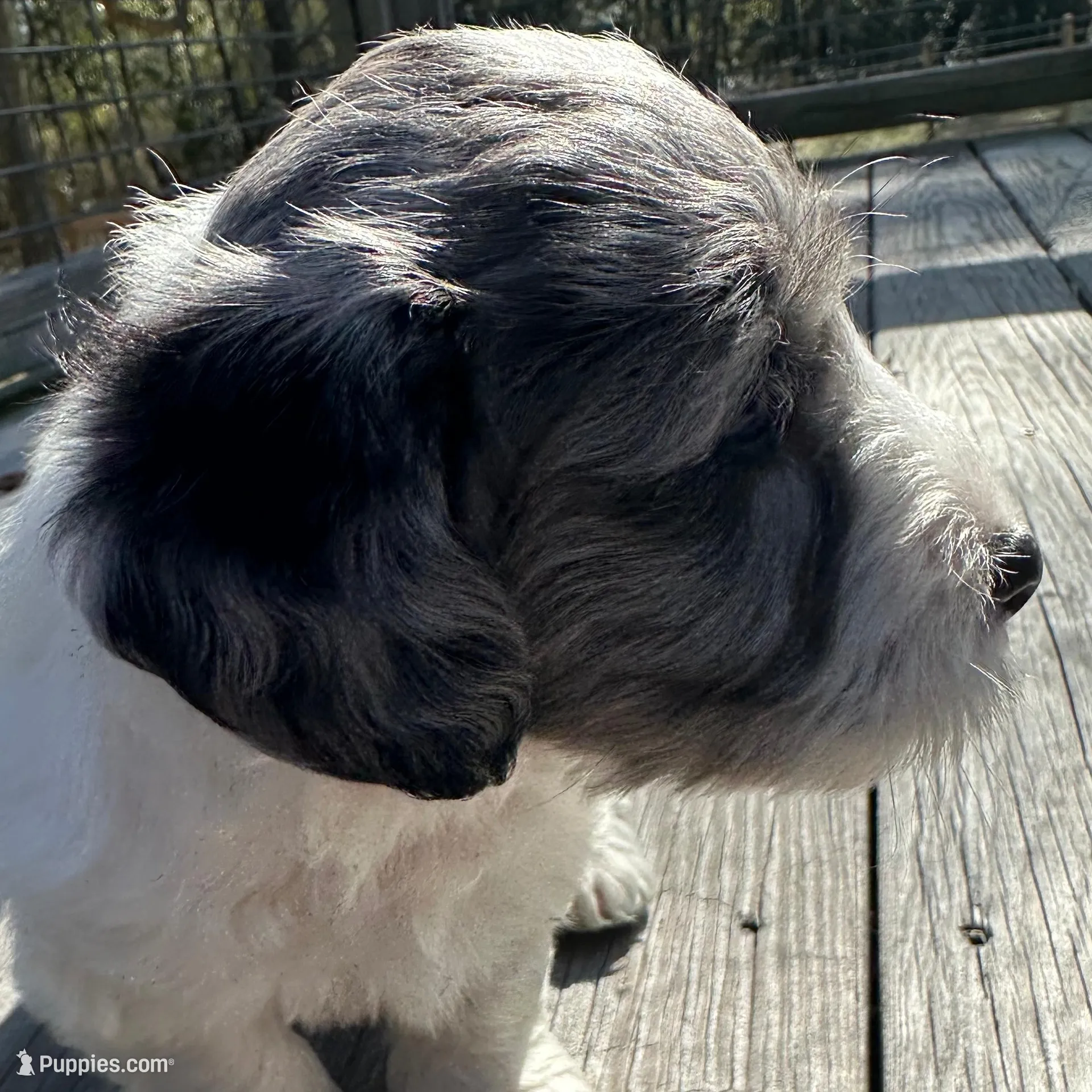 Prince, a male Miniature Labradoodle for sale in Lake City, FL – Photo 7 of 9