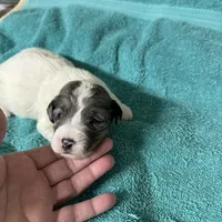 Prince, a male Miniature Labradoodle for sale in Lake City, FL – Photo 9 of 9