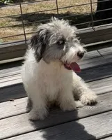 Prince, a male Miniature Labradoodle for sale in Lake City, FL – 1 of 8