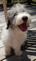 Prince, a male Miniature Labradoodle for sale in Lake City, FL – 5 of 8