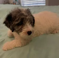 Prince, a male Miniature Labradoodle for sale in Lake City, FL – Photo 1 of 9