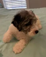 Prince, a male Miniature Labradoodle for sale in Lake City, FL – Photo 4 of 9