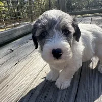 Prince, a male Miniature Labradoodle for sale in Lake City, FL – Photo 6 of 9