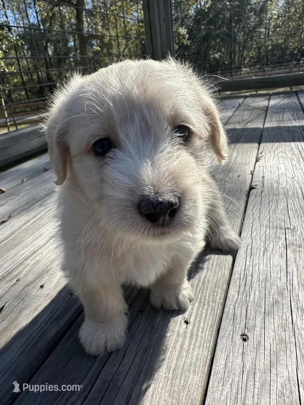 Pedro – Miniature Labradoodle puppy for sale in Lake City, FL