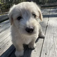 Pedro, a male Miniature Labradoodle for sale in Lake City, FL – Photo 1 of 4