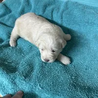 Pedro, a male Miniature Labradoodle for sale in Lake City, FL – Photo 3 of 4