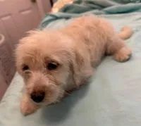 Pedro, a male Miniature Labradoodle for sale in Lake City, FL – Photo 4 of 4