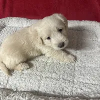 Pedro, a male Miniature Labradoodle for sale in Lake City, FL – Photo 2 of 4