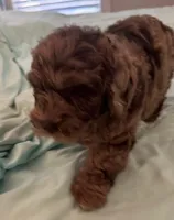 Petey, a male Miniature Labradoodle for sale in Lake City, FL – Photo 3 of 9