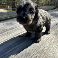 Petey, a male Miniature Labradoodle for sale in Lake City, FL – Photo 7 of 9
