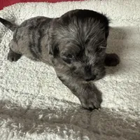 Petey, a male Miniature Labradoodle for sale in Lake City, FL – Photo 9 of 9