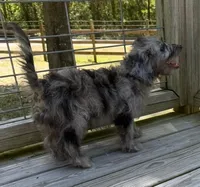 Petey, a male Miniature Labradoodle for sale in Lake City, FL – 3 of 8