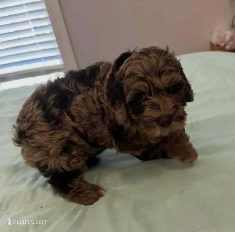 Petey – Miniature Labradoodle puppy for sale in Lake City, FL