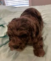 Petey, a male Miniature Labradoodle for sale in Lake City, FL – Photo 4 of 9