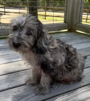 Petey, a male Miniature Labradoodle for sale in Lake City, FL – 2 of 8