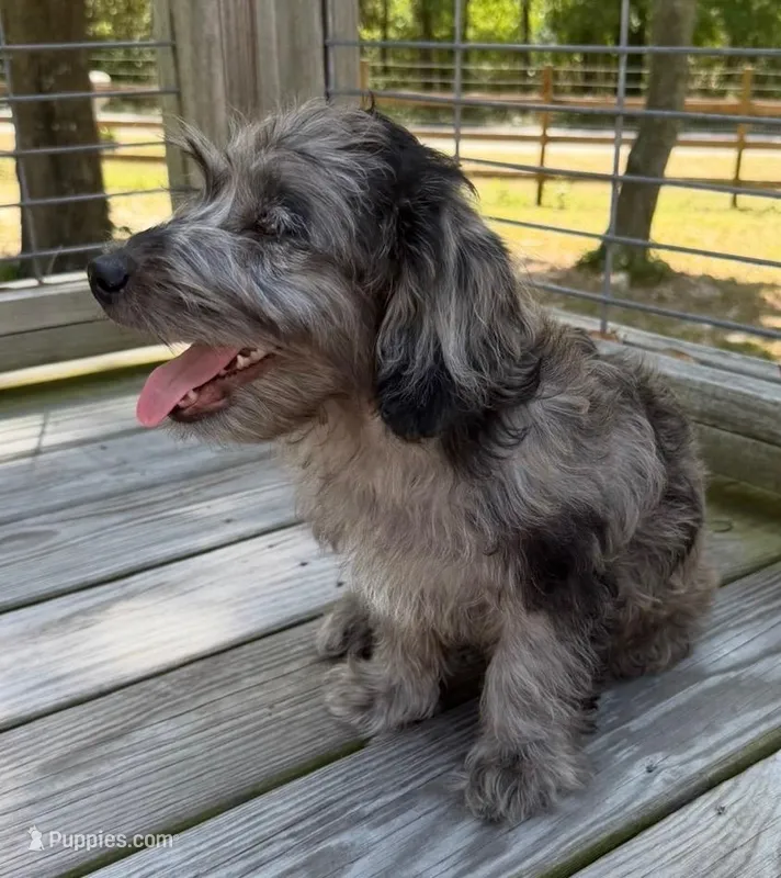 Petey – Miniature Labradoodle puppy for sale in Lake City, FL