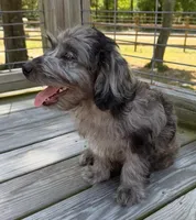 Petey, a male Miniature Labradoodle for sale in Lake City, FL – 1 of 8
