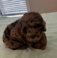 Petey, a male Miniature Labradoodle for sale in Lake City, FL – Photo 2 of 9
