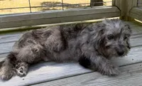Petey, a male Miniature Labradoodle for sale in Lake City, FL – 7 of 8
