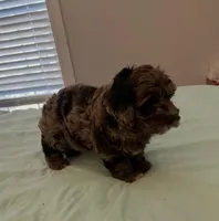 Petey, a male Miniature Labradoodle for sale in Lake City, FL – Photo 5 of 9