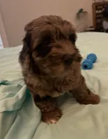 Petey, a male Miniature Labradoodle for sale in Lake City, FL – Photo 6 of 9
