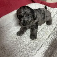 Petey, a male Miniature Labradoodle for sale in Lake City, FL – Photo 8 of 9