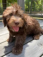 Paige, a female Miniature Labradoodle for sale in Lake City, FL – 6 of 7