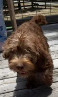 Paige, a female Miniature Labradoodle for sale in Lake City, FL – 4 of 7
