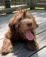 Paige, a female Miniature Labradoodle for sale in Lake City, FL – 1 of 7