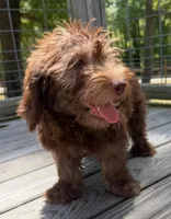 Paige, a female Miniature Labradoodle for sale in Lake City, FL – 3 of 7