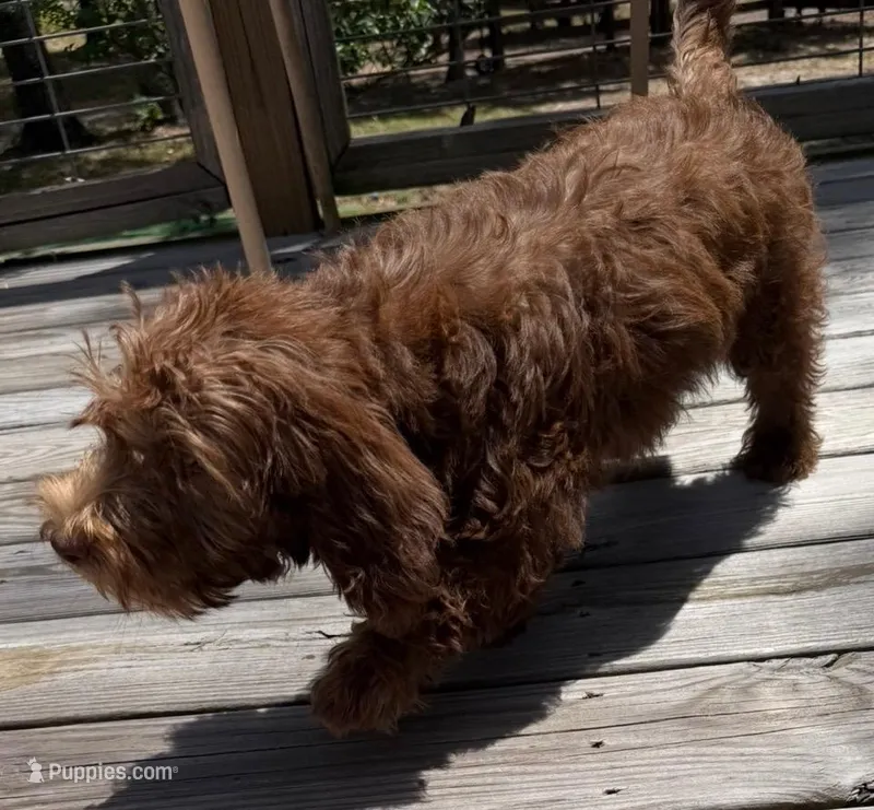 Pattie – Miniature Labradoodle puppy for sale in Lake City, FL