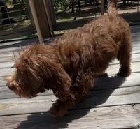Paige, a female Miniature Labradoodle for sale in Lake City, FL – 2 of 7