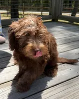 Paige, a female Miniature Labradoodle for sale in Lake City, FL – 5 of 7