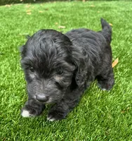 Noah, a male Aussiedoodle for sale in Lake City, FL – Photo 6 of 10