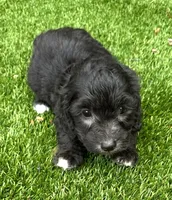 Noah, a male Aussiedoodle for sale in Lake City, FL – Photo 7 of 10