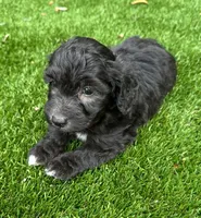 Noah, a male Aussiedoodle for sale in Lake City, FL – Photo 8 of 10