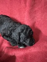 Noah, a male Aussiedoodle for sale in Lake City, FL – Photo 10 of 10
