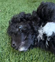 Noah, a male Aussiedoodle for sale in Lake City, FL – Photo 2 of 10